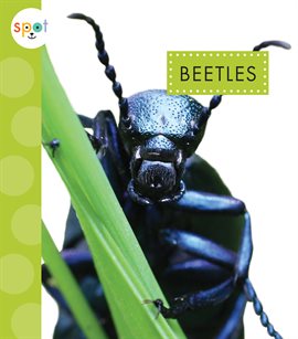 Cover image for Beetles