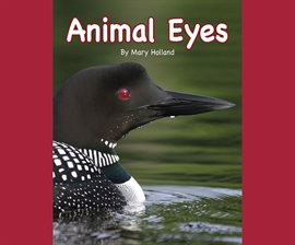 Cover image for Animal Eyes