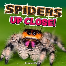 Cover image for Spiders Up Close