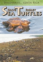 Olive ridley sea turtles cover image