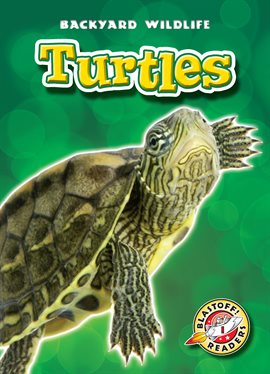 Cover image for Turtles