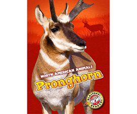 Cover image for Pronghorn