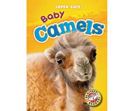 Cover image for Baby Camels