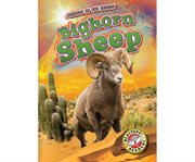 Bighorn sheep cover image
