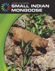 Small Indian mongoose cover image