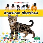 American Shorthair cover image