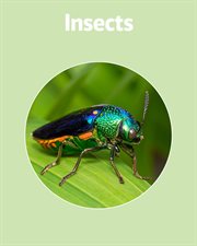 Insects cover image