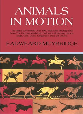 Cover image for Animals in Motion