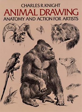 Cover image for Animal Drawing