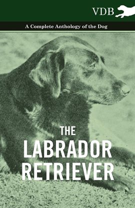 Cover image for The Labrador Retriever