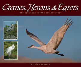 Cover image for Cranes, Herons & Egrets