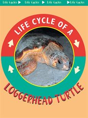 Loggerhead Turtle Loggerhead Turtle