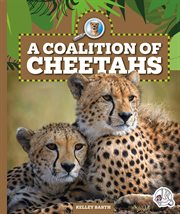A coalition of cheetahs. Safari animal families cover image