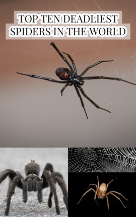 Cover image for Top Ten Deadliest Spiders in the World