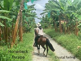 Cover image for Horseback Escape