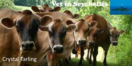 Cover image for Vet in Seychelles