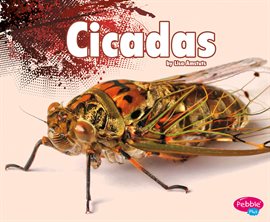 Cover image for Cicadas