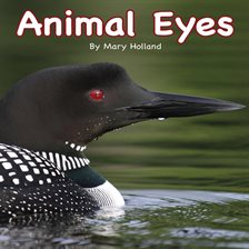 Cover image for Animal Eyes
