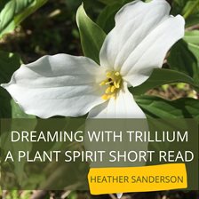 Cover image for Dreaming with Trillium