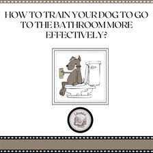 Cover image for How To Train Your Dog To Go To The Bathroom More Effectively?