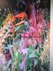 Short Stories cover image