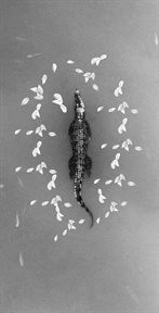 Petals Beside the Crocodile cover image