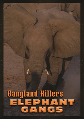 Gangland Killers: Elephant Gangs