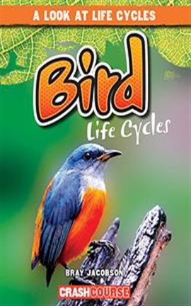 Cover image for Bird Life Cycles