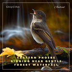 Eastern phoebe singing near gentle forest waterfall : Natural Ambience for Coding and Meditation cover image