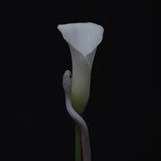 Parrhesia cover image