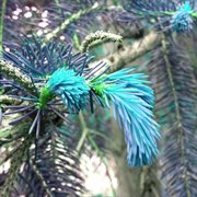 Justice manor cover image