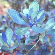 Shimmering isle cover image