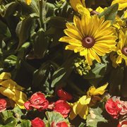 The garden we shared cover image