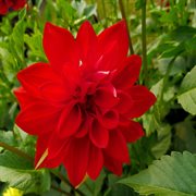 Red flower cover image