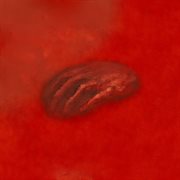 Wolf amongst rats cover image