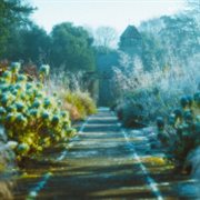 sunflower cover image