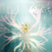 Baby Disco cover image