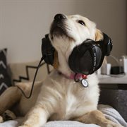 Dog Music : Relaxing Music cover image