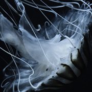 Lotus Eater cover image