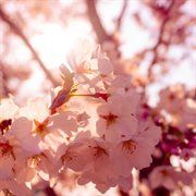 Spring Run cover image