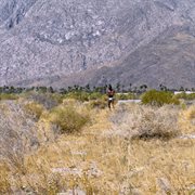 King Size cover image