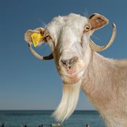 Dengi Dengi Ne cover image