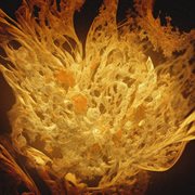 Rien De Nouveau cover image