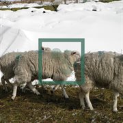 Music for sheep cover image