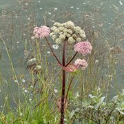 Ómskoðun Andartaksins cover image