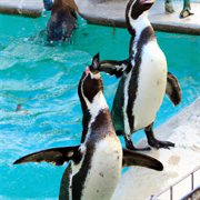 Die Pikkewyn Wals cover image