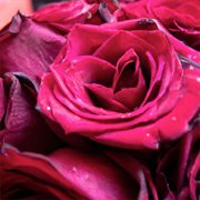 Ngiyamuthanda Ugonondo cover image