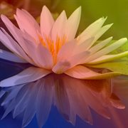 Enfermedad letal cover image