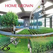 Home grown cover image