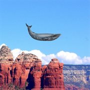 Electronic whale cover image